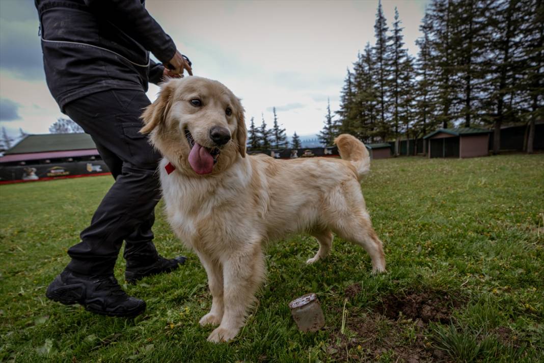 Özel eğitimli köpekler yeraltındaki su kaçaklarını tespit edecek 23